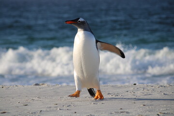 Gentoo Penguin leaving the sea