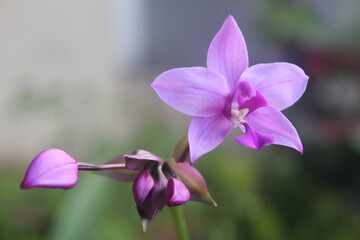 Spathoglottis plicata or purple soil Orchid flower with blurry background