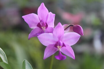 Spathoglottis plicata or purple soil Orchid flower with blurry background