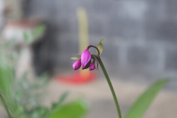 Spathoglottis plicata or purple soil Orchid flower with blurry background