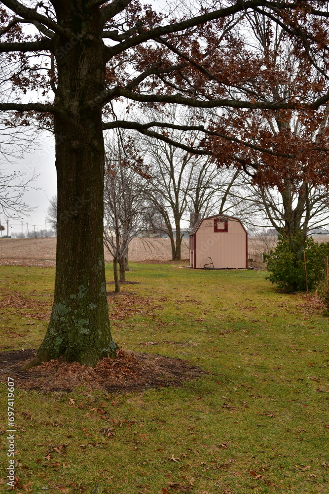 Poster Trees and Grass in a Yard