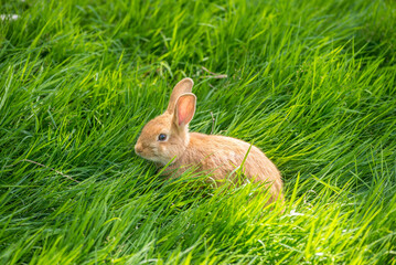 Hase im Gras © Claudia