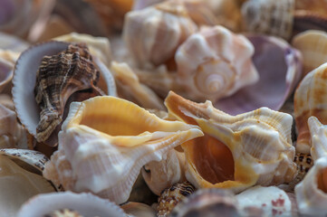 Mediterranean sea shells as background 10