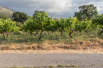 Fototapeta na wymiar View of a vineyard in Greece on a cloudy day. 