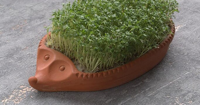 Garden cress (Lepidium sativum) in decorative clay hedgehog shape pot. Table spin.