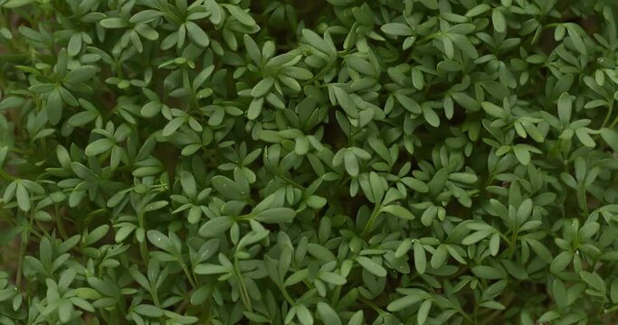 Garden cress (Lepidium sativum) microgreens background texture. Table spin.