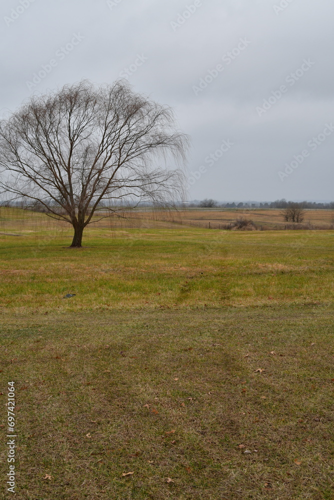 Canvas Prints bare weeping willow tree in a field