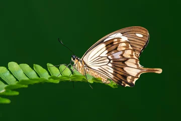 Tuinposter Macro shots, Beautiful nature scene. Closeup beautiful butterfly sitting on the flower in a summer garden. © blackdiamond67