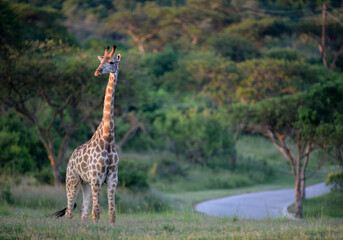 giraffe in the savannah © paolo