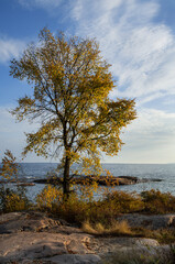 elm tree in fall colour on shoreline of Georgian bay Ontario Canada
