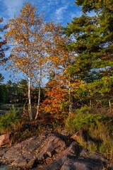 Birch tree in fall colour on rocks