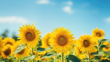 Vibrant sunflowers under a clear blue sky