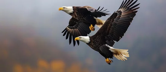 Fotobehang Two eagles flying together, both bald. © AkuAku