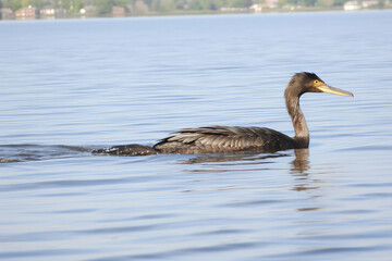 A sea bird trying to fly away from a polluted beach with oil spills, showing the challenges faced by marine animals in contaminated environments, urging for more sustainable practice