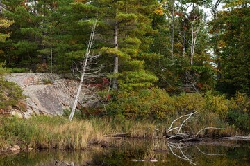 woodland trees on shoreline of marsh