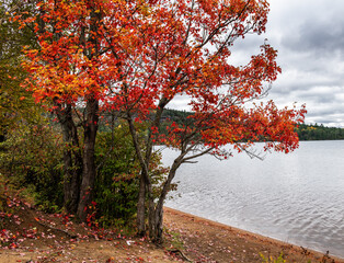 red Maple tree on sandy shoreline of Booth lake Algonquin Park Ontario