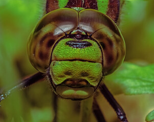 Blaugrüne Mosaikjungfer (Aeshna cyanea)