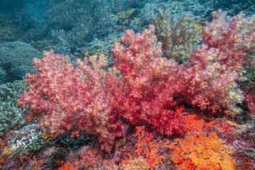 Bright Red Soft Coral on a reef in Musandam, Oman