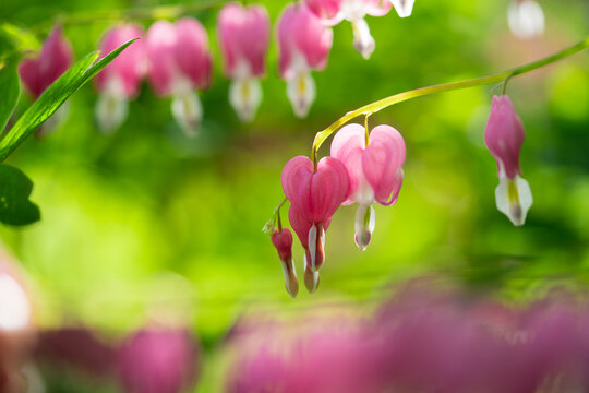 Pink bleeding heart flowers in spring