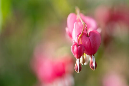 Pink bleeding heart flowers in spring
