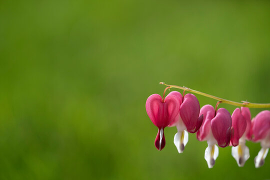 Fototapeta Pink bleeding heart flowers in spring