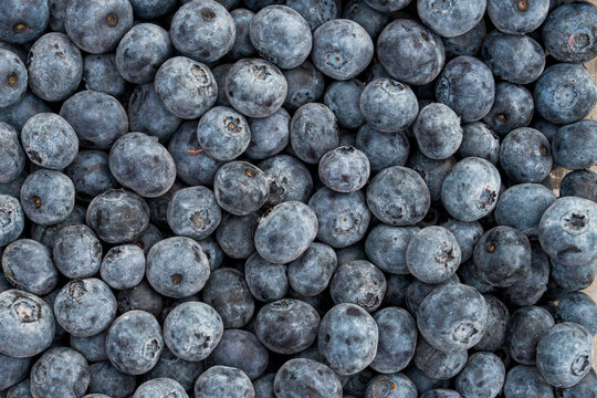 Closeup of freshly picked blueberries in summer
