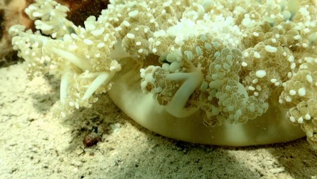 close up de los tent&aacute;culos ramificados de una medusa invertida de manglares cassiopea xamachana anclada en en el fondo marino