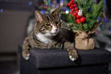 A wonderful cat is having a great Christmas
