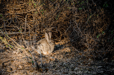 A desert cottontail rabbit in dense underbrush around a lake near Phoenix Arizona