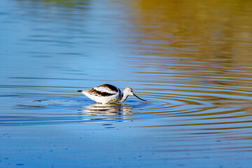 An American Avocet with winter plumage searches for food in a shallow lake near Phoenix Arizona