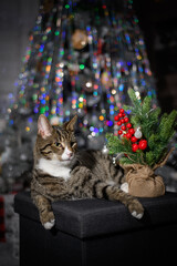 A wonderful cat is having a great Christmas