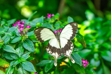 Meubelstickers Macro shots, Beautiful nature scene. Closeup beautiful butterfly sitting on the flower in a summer garden. © blackdiamond67