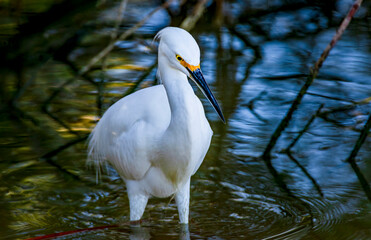 A snowy egret scans the lake edge for food near Phoenix Arizona