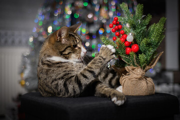 A wonderful cat is having a great Christmas