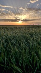 Field with wheat at sunset