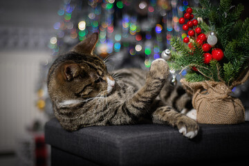 A wonderful cat is having a great Christmas