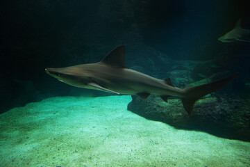 Fototapeta premium A small shark swims underwater