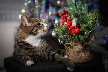 A wonderful cat is having a great Christmas