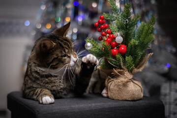 A wonderful cat is having a great Christmas