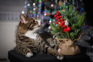 A wonderful cat is having a great Christmas