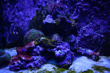 Naklejka na ściany i meble Exotic fish in an aquarium
