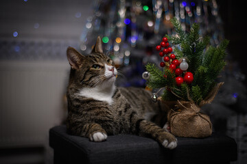 A wonderful cat is having a great Christmas