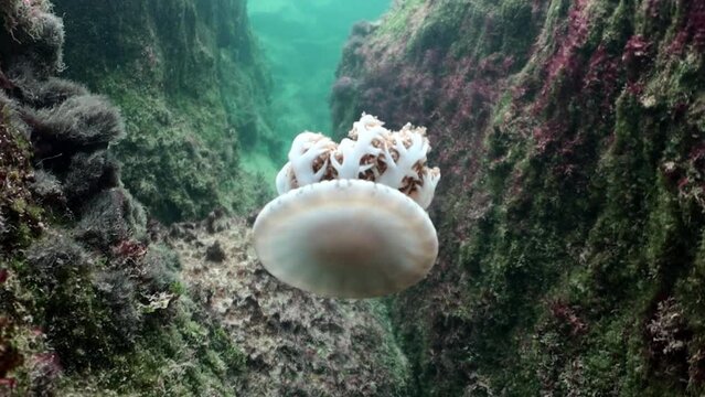 medusa invertida de tent&aacute;culos ramificados cassiopea xamachana nadando a profundidad media.