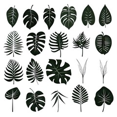 Fototapeta premium Monstera Leaf Icon Collection, Exotic Leaves Silhouettes, Tropical Plant Symbols, Simple Monstera