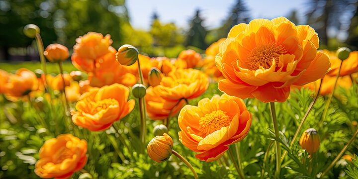 Orange Globe Flowers or Trollius Europaeus on Natural Background, Orange Globe Flowers Field