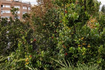Tops of the typical tree characteristic of the city of Madrid. A strawberry tree with fruits and...