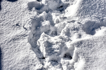 Schnee, Winter, Spuren, Jahreszeit, Tiefschnee, Dezember, Schneeflocken, Schneedecke, eingesunken, Tritte, Kalt, Kälte, Flocken, Oberfläche, Struktur, weiß, Licht, Schatten, Weg, Stimmung, Stille, Nat