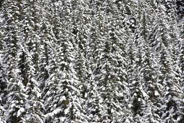 Wald, Winter, Schnee, Weihnachten, weihnachtlich, Schneedecke, verschneit, eingeschneit, Bergwald, Tiefschnee, Dezember, Stimmung, Stille, kalt, Stamm, Baumstamm, Ast, Geäst, Nadelwald, Natur, Jahresz