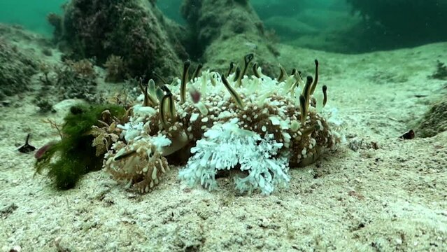 primer plano de una medusa invertida de manglares cassiopea xamachana anclada en en el fondo marino.