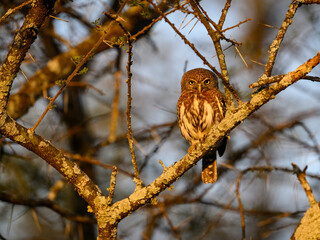 Pearl-spotted Owlet on tree branch at sunset in Ecuador